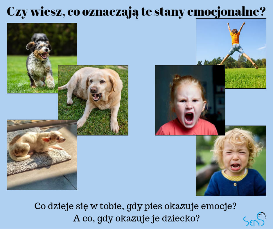 Emocje psa