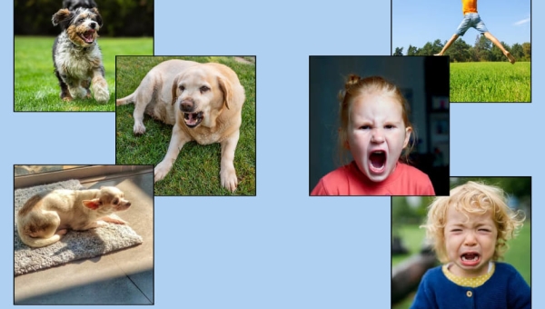 Emocje psa